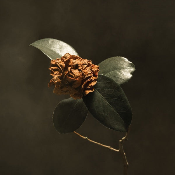 St. Paul & The Broken Bones: Young Sick Camellia CD