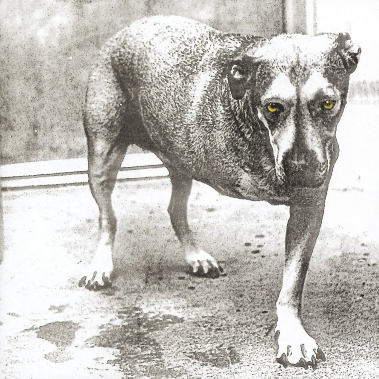 Alice In Chains: Alice In Chains Vinyl LP (Yellow)