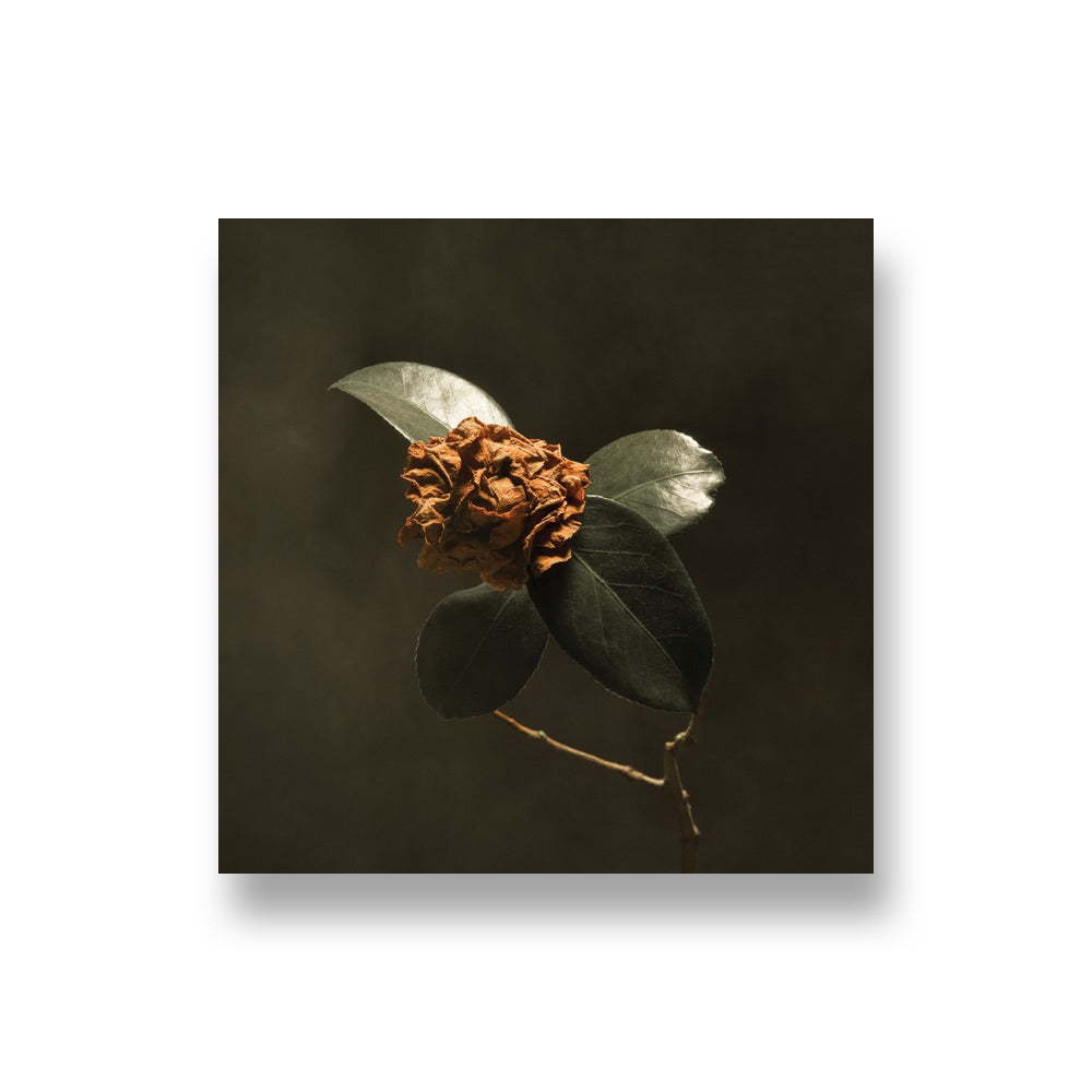 St. Paul & The Broken Bones: Young Sick Camellia CD