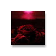 The Paper Kites: Roses CD